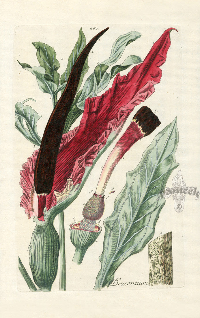 Elizabeth Blackwell Herbarium Original Antique Print Voodoo Lily