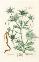 Elizabeth Blackwell Herbarium Original Antique Print Sea Holly - Panteek Antique Prints