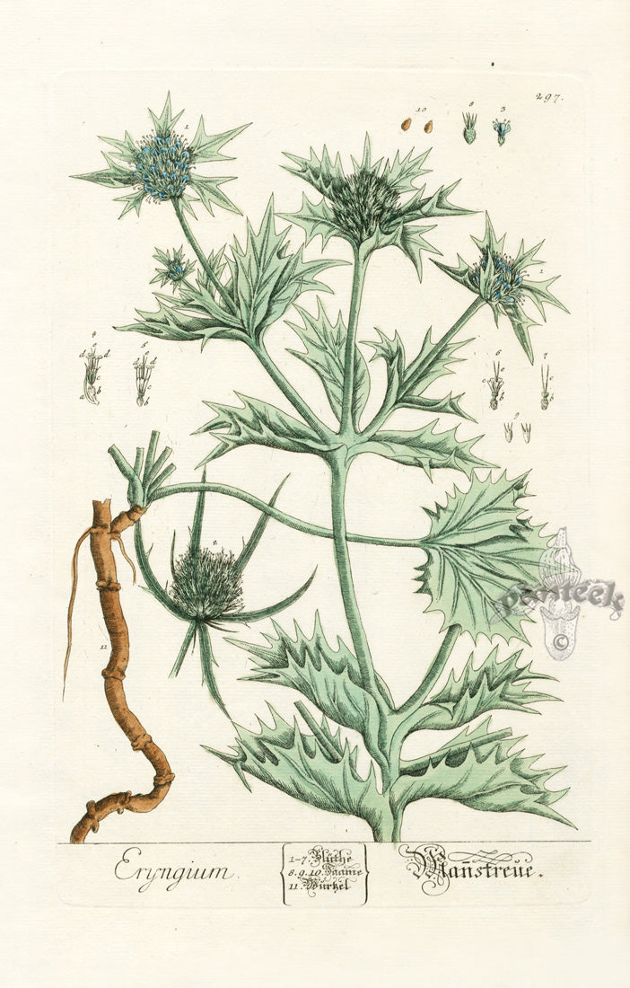 Elizabeth Blackwell Herbarium Original Antique Print Sea Holly