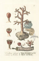 Elizabeth Blackwell Herbarium Original Antique Print Flowering Sea Corals - Panteek Antique Prints
