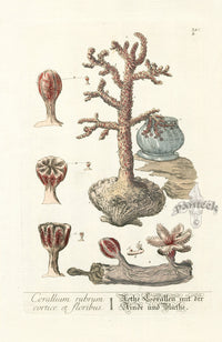 Elizabeth Blackwell Herbarium Original Antique Print Flowering Sea Corals - Panteek Antique Prints