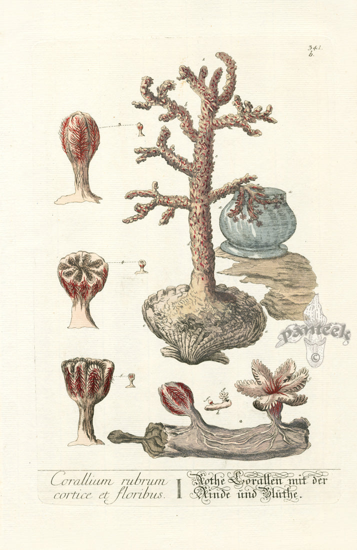Elizabeth Blackwell Herbarium Original Antique Print Flowering Sea Corals