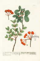 Elizabeth Blackwell Herbarium Original Antique Print Tree of Life