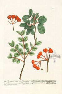 Elizabeth Blackwell Herbarium Original Antique Print Tree of Life