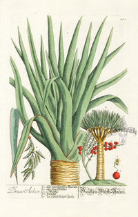 Elizabeth Blackwell Herbarium Antique Print Canary Island Dragon Tree