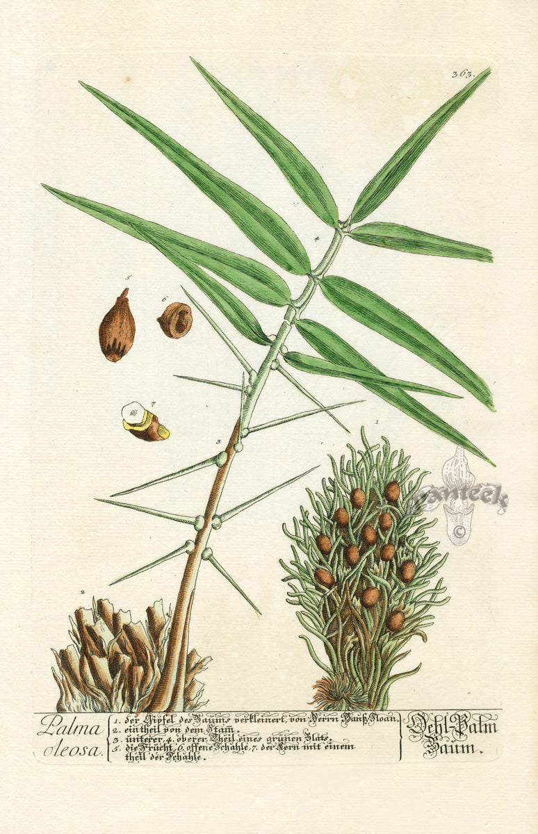 Elizabeth Blackwell Herbarium Original Antique Print Flowering Palm, Coconuts