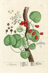 Elizabeth Blackwell Herbarium Original Antique Print Indian Berry Tree