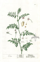 Elizabeth Blackwell Herbarium Original Antique Print Garbano Bean - Panteek Antique Prints