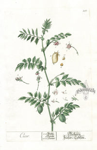 Elizabeth Blackwell Herbarium Original Antique Print Garbano Bean - Panteek Antique Prints