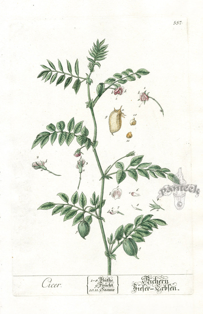 Elizabeth Blackwell Herbarium Original Antique Print Garbano Bean