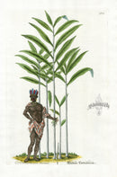 Elizabeth Blackwell Herbarium Antique Spice Print True Cardamom