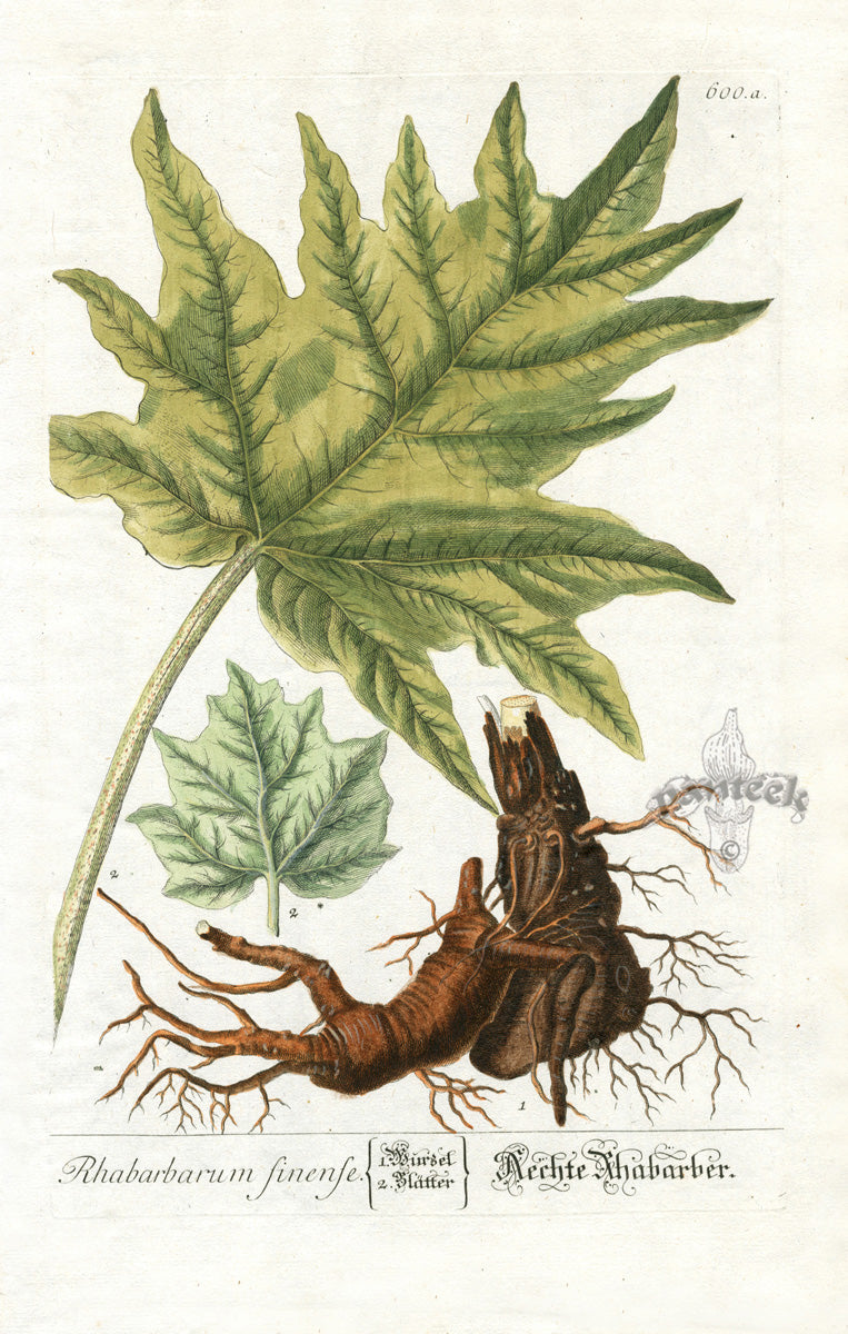 Elizabeth Blackwell Herbarium Original Antique Print Garden Rhubarb