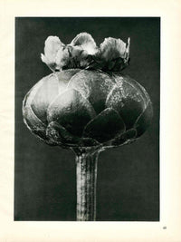 Karl Blossfeldt Original Photogravure Centuarea