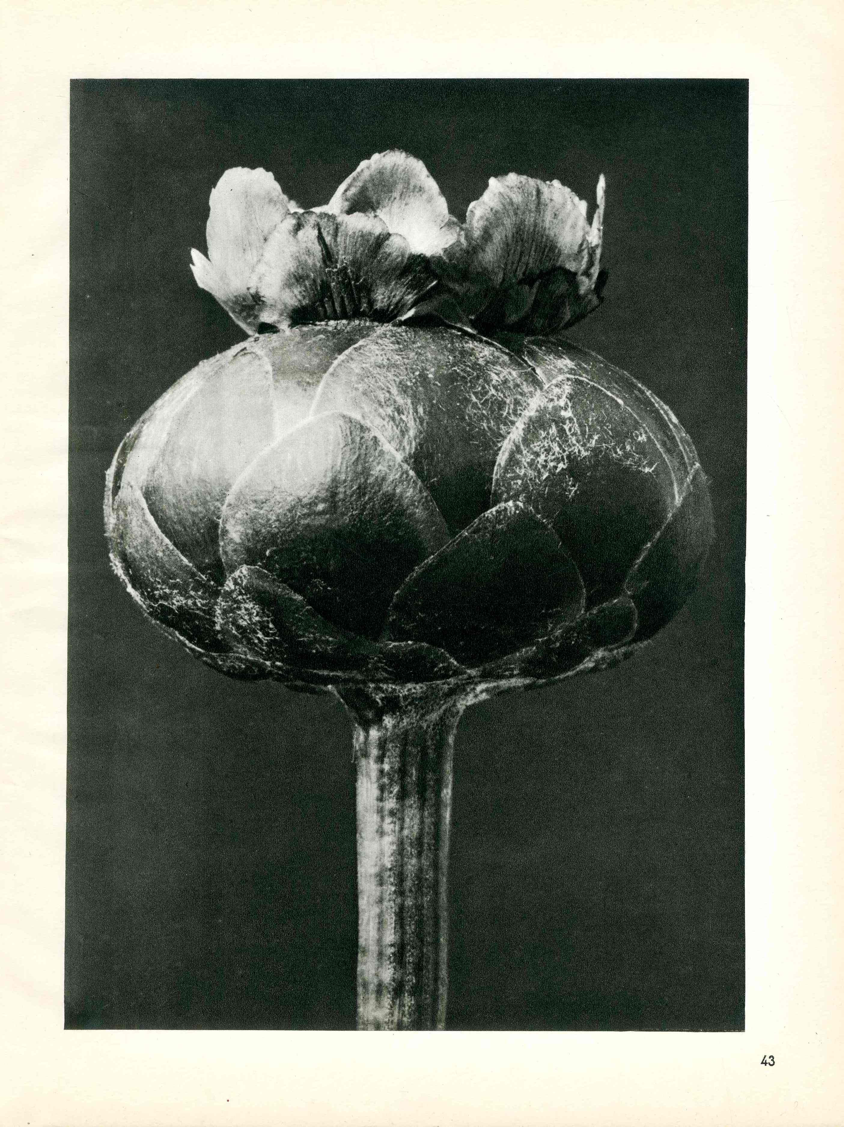 Karl Blossfeldt Original Photogravure Centuarea