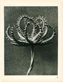 Karl Blossfeldt Original Photogravure Larix Decidua - Panteek Antique Prints