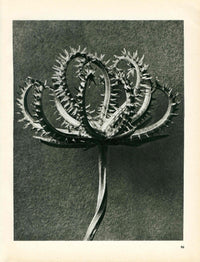 Karl Blossfeldt Original Photogravure Larix Decidua - Panteek Antique Prints