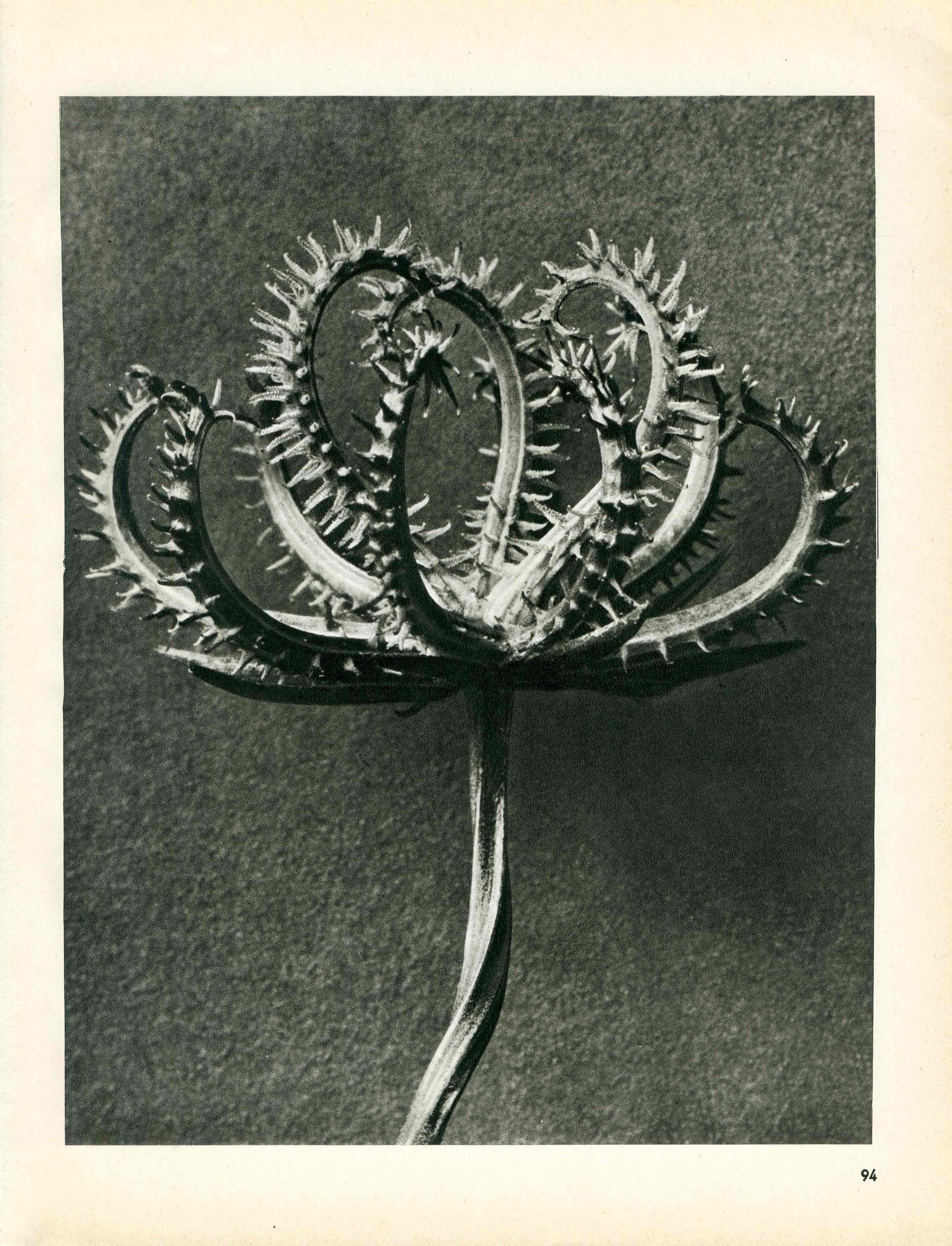Karl Blossfeldt Original Photogravure Larix Decidua