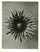 Karl Blossfeldt Original Photogravure Dahlia