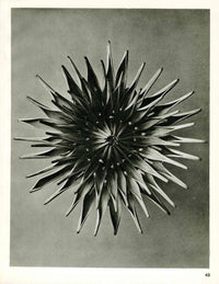 Karl Blossfeldt Original Photogravure Dahlia