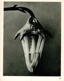 Karl Blossfeldt Original Photogravure Campanula