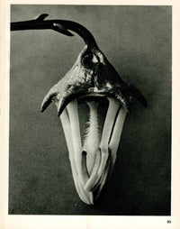 Karl Blossfeldt Original Photogravure Campanula