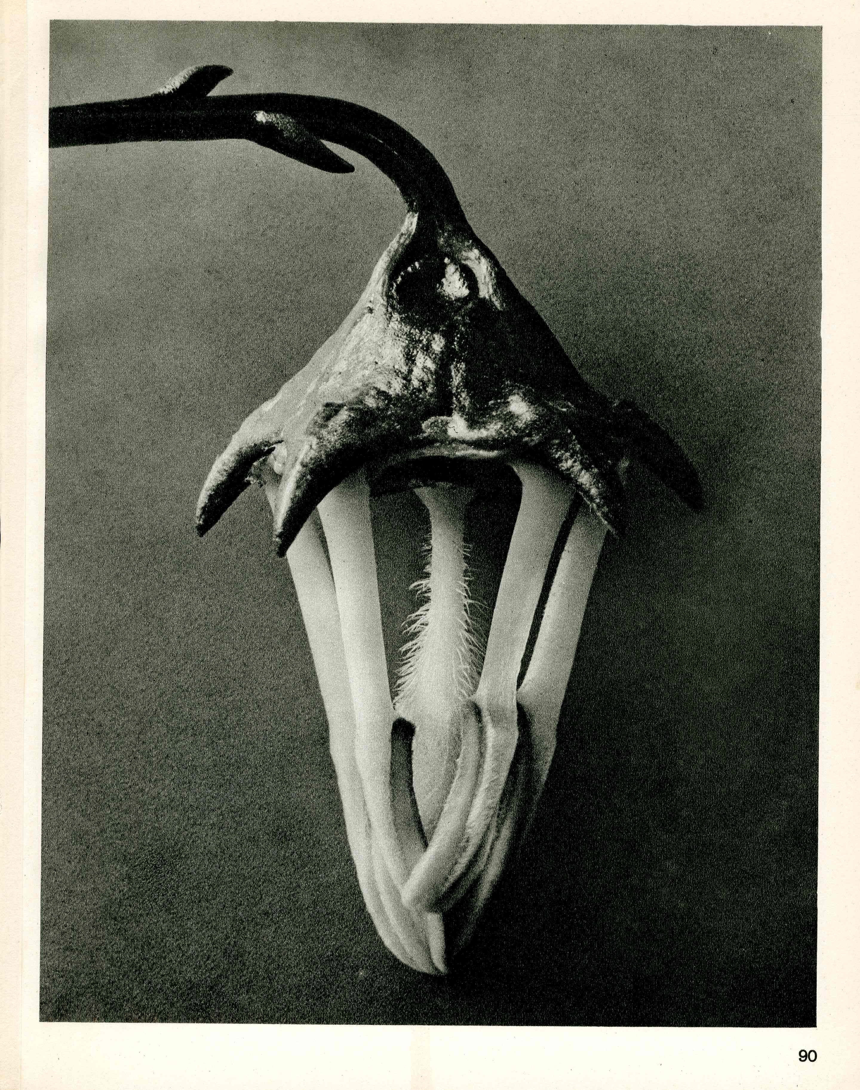 Karl Blossfeldt Original Photogravure Campanula