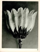 Karl Blossfeldt Original Photogravure Pirus Alnifolia - Panteek Antique Prints