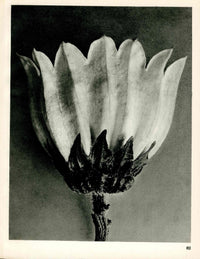 Karl Blossfeldt Original Photogravure Pirus Alnifolia - Panteek Antique Prints