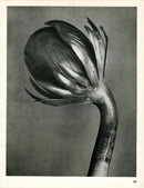 Karl Blossfeldt Original Photogravure Eranthis Hymalis - Panteek Antique Prints