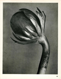 Karl Blossfeldt Original Photogravure Eranthis Hymalis - Panteek Antique Prints