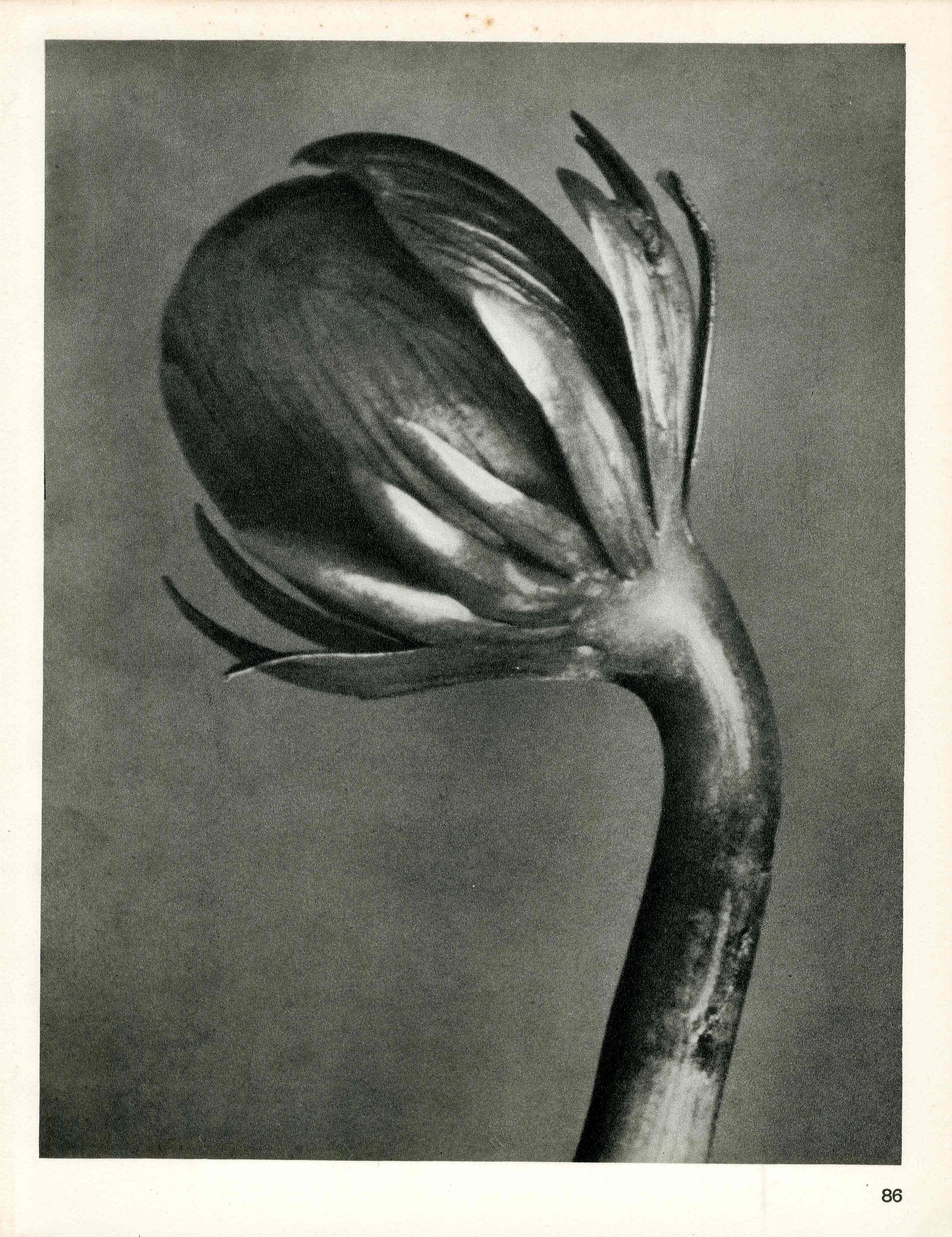 Karl Blossfeldt Original Photogravure Eranthis Hymalis