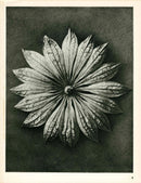 Karl Blossfeldt Original Photogravure Astrantia Major