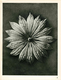 Karl Blossfeldt Original Photogravure Astrantia Major