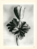 Karl Blossfeldt Original Vaccinium Corymbosum - Panteek Antique Prints