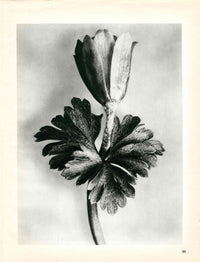 Karl Blossfeldt Original Vaccinium Corymbosum - Panteek Antique Prints
