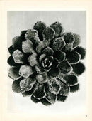 Karl Blossfeldt Original Photogravure Hemamelis Japonica - Panteek Antique Prints