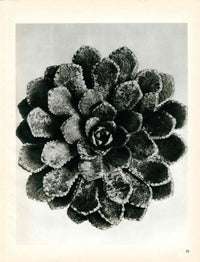 Karl Blossfeldt Original Photogravure Hemamelis Japonica - Panteek Antique Prints
