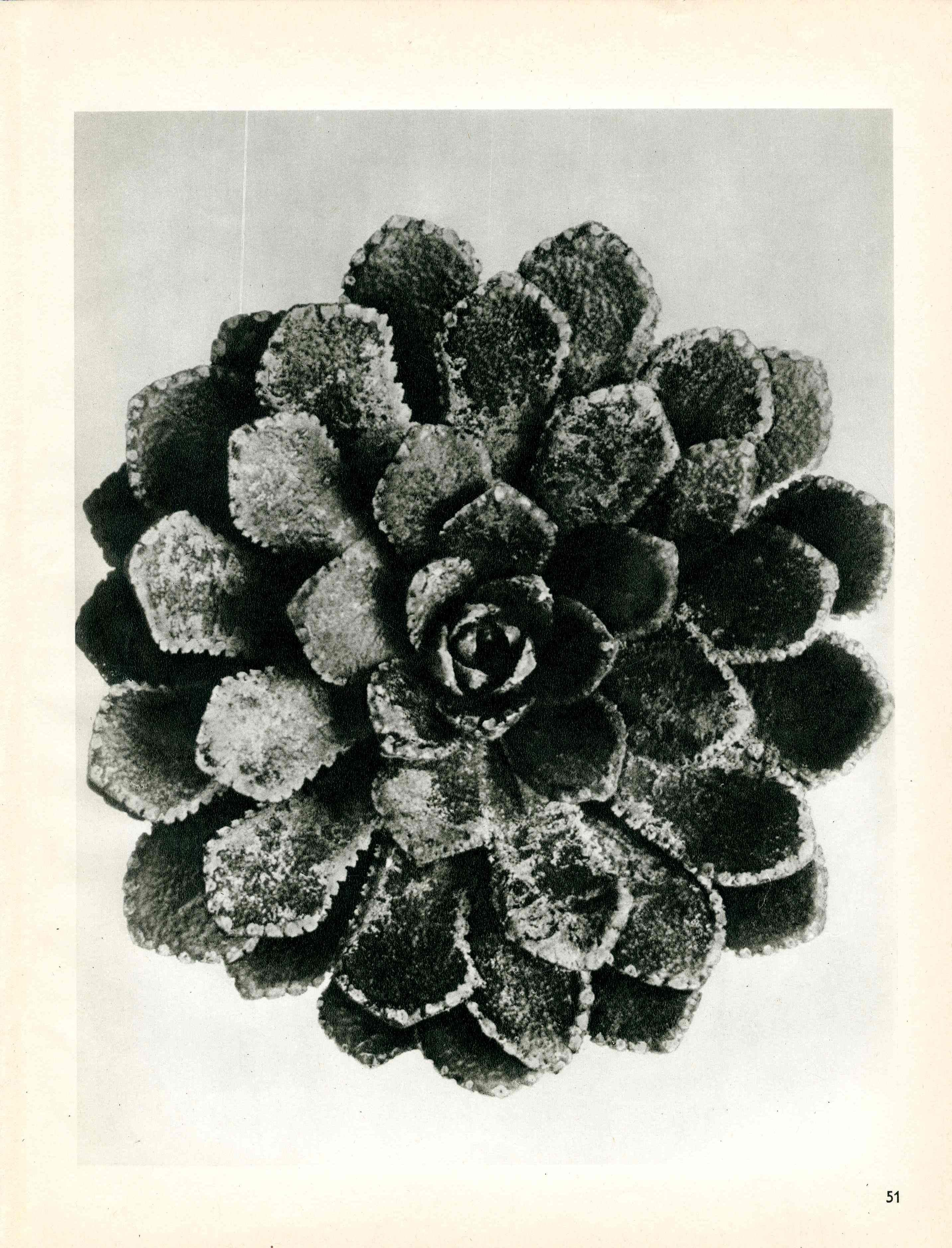Karl Blossfeldt Original Photogravure Hemamelis Japonica