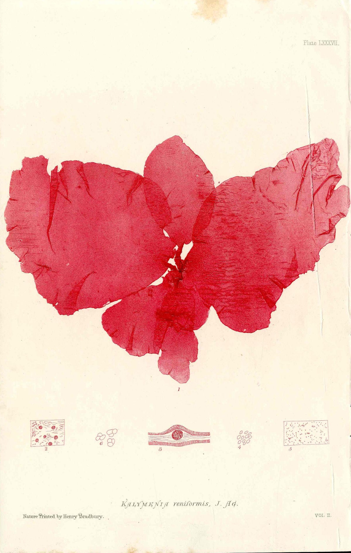 Bradbury Nature Printed Seaweed Print Kalymenia
