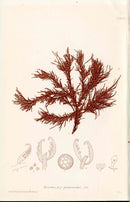 Bradbury Nature Printed Seaweed Print Rytiphlaea