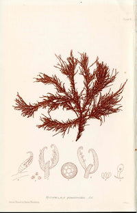 Bradbury Nature Printed Seaweed Print Rytiphlaea