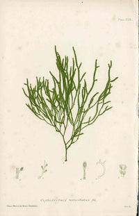 Bradbury Nature Printed Seaweed Print Cladostephus