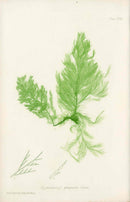 Bradbury Nature Printed Seaweed Print Cladophora g.