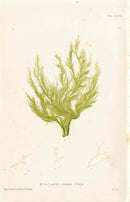 Bradbury Nature Printed Seaweed Print Ectocarpus