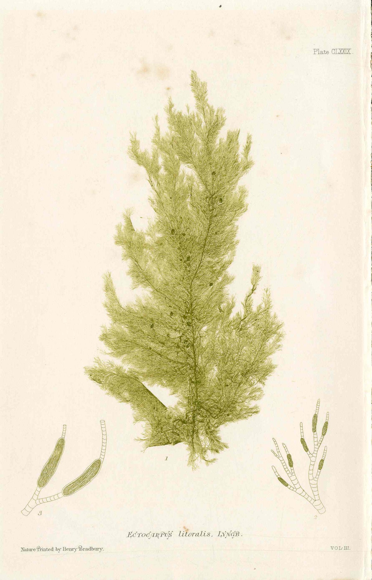 Bradbury Nature Printed Seaweed Print Ectocarpus l.