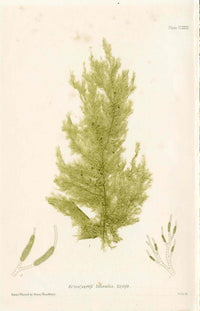 Bradbury Nature Printed Seaweed Print Ectocarpus l.