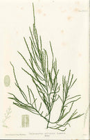 Bradbury Nature Printed Seaweed Print Desmarestia