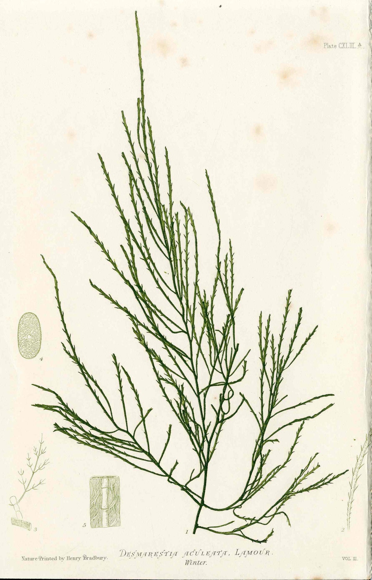 Bradbury Nature Printed Seaweed Print Desmarestia