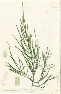 Bradbury Nature Printed Seaweed Print Desmarestia