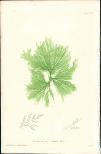 Bradbury Nature Printed Seaweed Print Cladophora alb.